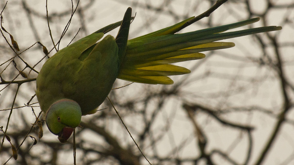 The Rose-ringed Parakeet 2  Geotagged,Germany,Psittacula krameri,Rose-ringed Parakeet,Winter