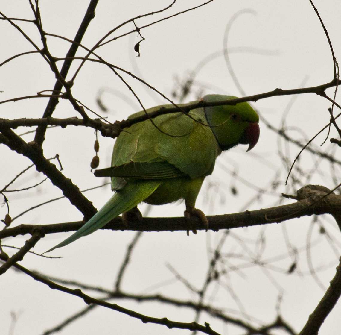 The Rose-ringed Parakeet 1  Geotagged,Germany,Psittacula krameri,Rose-ringed Parakeet