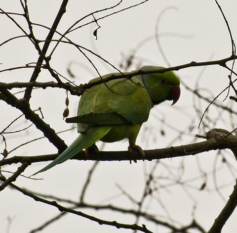 The Rose-ringed Parakeet 1  Geotagged,Germany,Psittacula krameri,Rose-ringed Parakeet