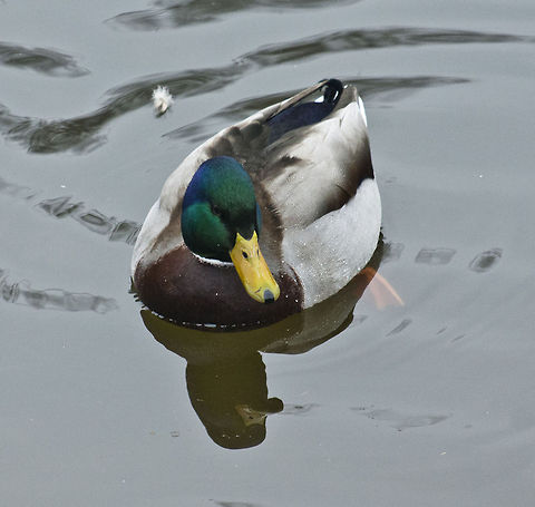 The Mallard 6  Anas platyrhynchos,Geotagged,Germany,Mallard,Winter