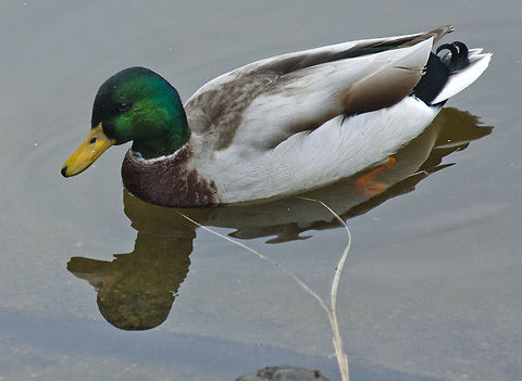 The Mallard 5  Anas platyrhynchos,Geotagged,Germany,Mallard,Winter