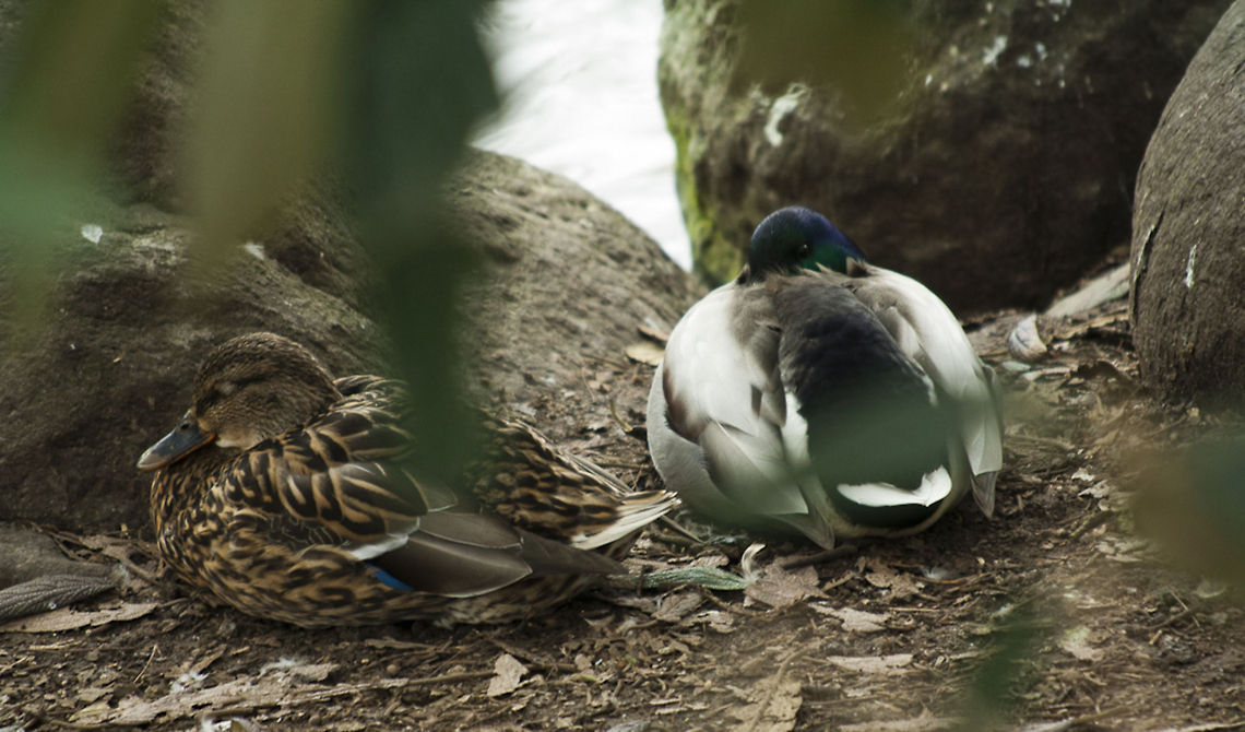 The Mallard 4  Anas platyrhynchos,Geotagged,Germany,Mallard,Winter