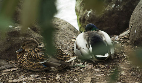 The Mallard 4  Anas platyrhynchos,Geotagged,Germany,Mallard,Winter