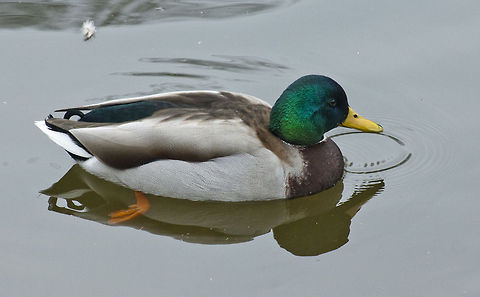 The Mallard 3  Anas platyrhynchos,Geotagged,Germany,Mallard,Winter