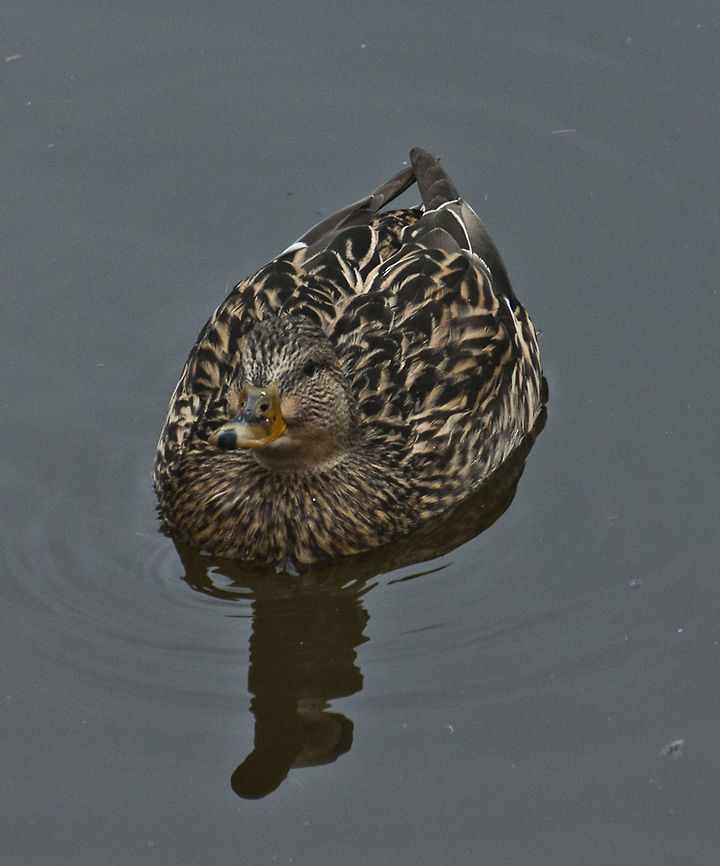 The Mallard 2  Anas platyrhynchos,Geotagged,Germany,Mallard,Winter