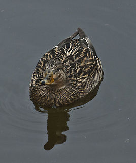 The Mallard 2  Anas platyrhynchos,Geotagged,Germany,Mallard,Winter