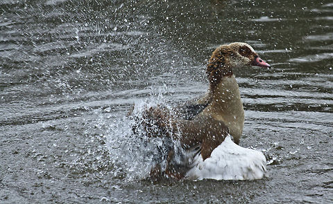 Egyptian Goose  Alopochen aegyptiacus,Birds,Egyptian Goose,Geotagged,Germany,Winter