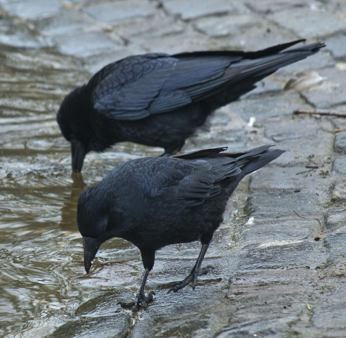 The Western Jackdaw 8  Coloeus monedula,Geotagged,Germany,Western Jackdaw,Winter