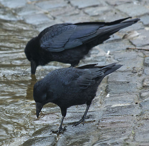 The Western Jackdaw 8  Coloeus monedula,Geotagged,Germany,Western Jackdaw,Winter