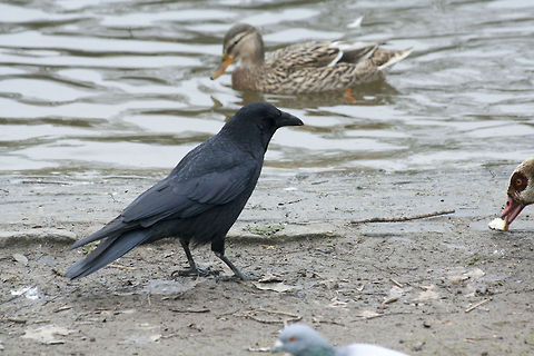 The Western Jackdaw 6  Coloeus monedula,Geotagged,Germany,Western Jackdaw,Winter