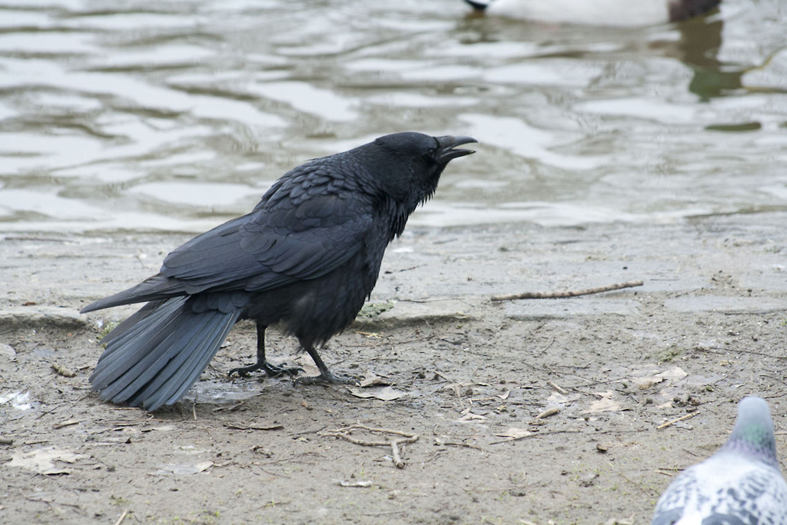 The Western Jackdaw 5  Coloeus monedula,Geotagged,Germany,Western Jackdaw,Winter