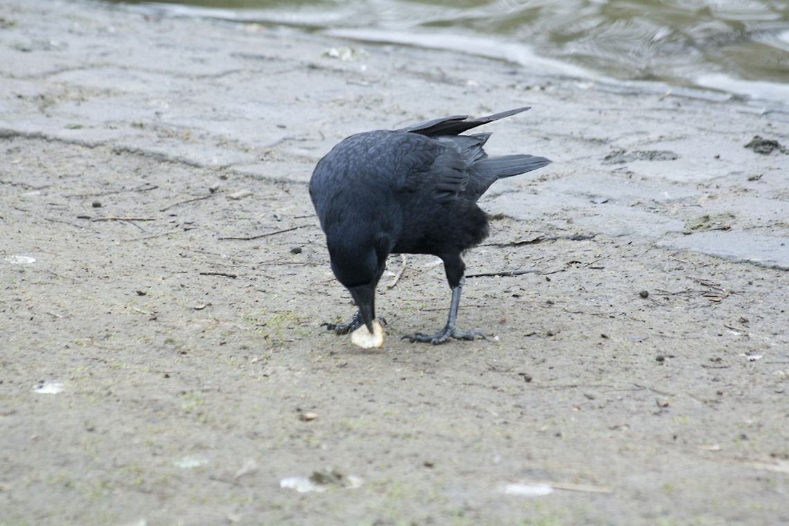 The Western Jackdaw 4  Coloeus monedula,Geotagged,Germany,Western Jackdaw,Winter