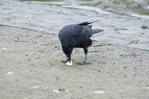 The Western Jackdaw 4  Coloeus monedula,Geotagged,Germany,Western Jackdaw,Winter