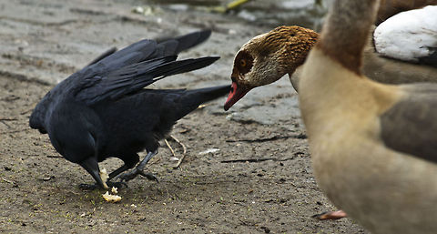 The Western Jackdaw 3  Coloeus monedula,Geotagged,Germany,Western Jackdaw,Winter