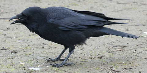 The Western Jackdaw 2  Coloeus monedula,Geotagged,Germany,Western Jackdaw,Winter