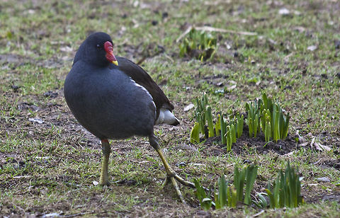 teichralle - moorhen checking out, if these flowers are real Common Moorhen,Gallinula chloropus,Geotagged,Germany,Winter,touching the spring