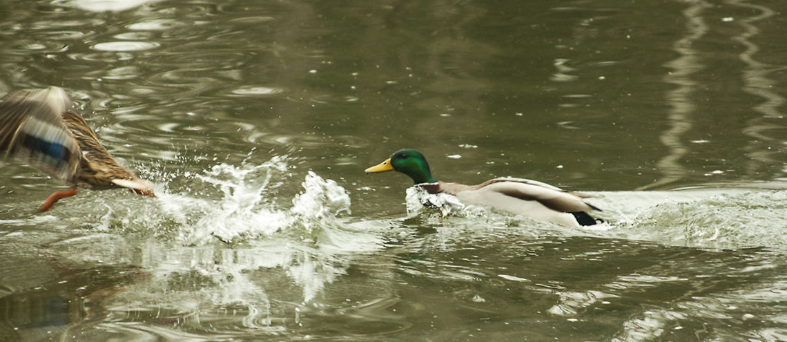 mallard   Anas platyrhynchos,Geotagged,Germany,Mallard,Winter