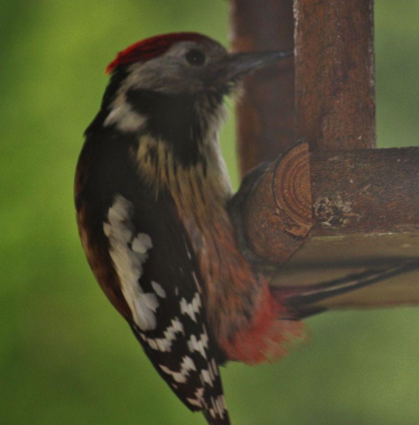 woodpecker  Birds,Dendrocopos medius,Geotagged,Germany,Middle Spotted Woodpecker,Spring,Woodpecker