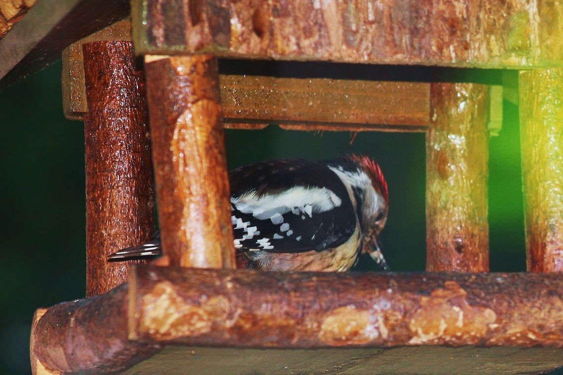 woodpecker Peck-a-dilly circus:) Birds,Dendrocopos medius,Geotagged,Germany,Middle Spotted Woodpecker,Spring,Woodpecker