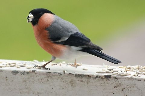 Bullfinch feeding  Bullfinch,Geotagged,Germany,Pyrrhula pyrrhula,Spring