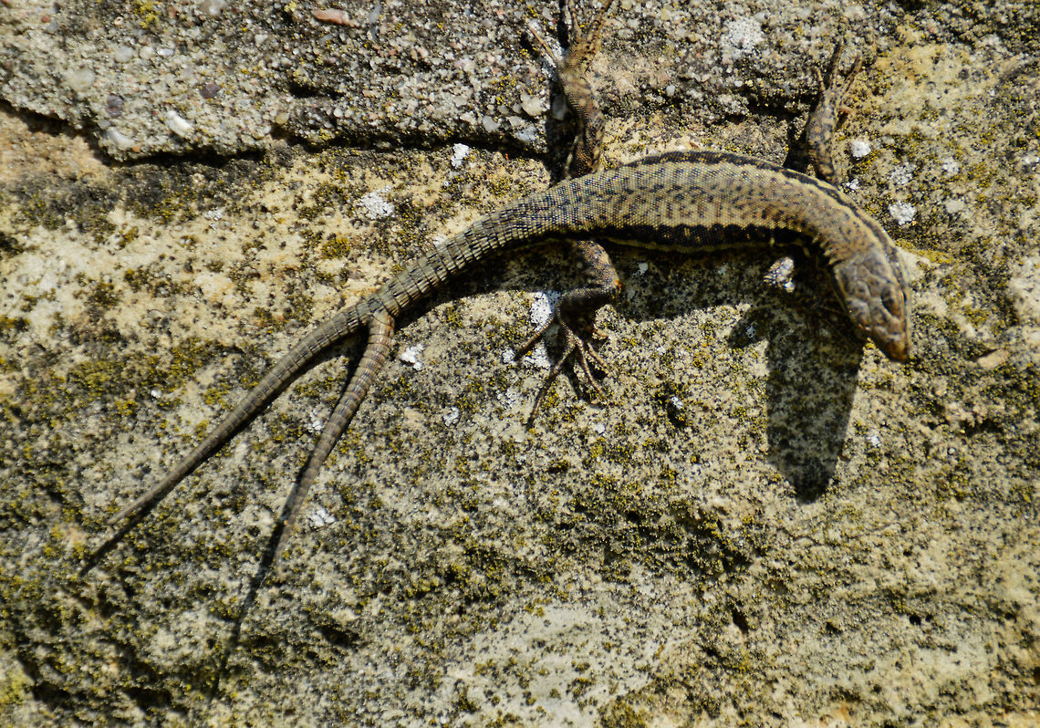 two-tailed lizard  Calotes versicolor,Common wall lizard,Geotagged,Germany,Oriental Garden Lizard or Changeable Lizard,Podarcis muralis,Summer