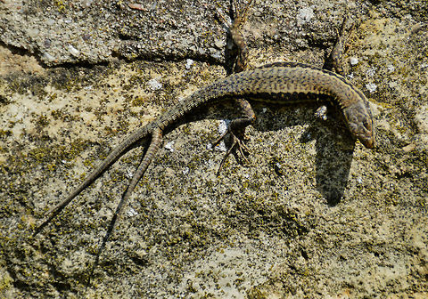 two-tailed lizard  Calotes versicolor,Common wall lizard,Geotagged,Germany,Oriental Garden Lizard or Changeable Lizard,Podarcis muralis,Summer