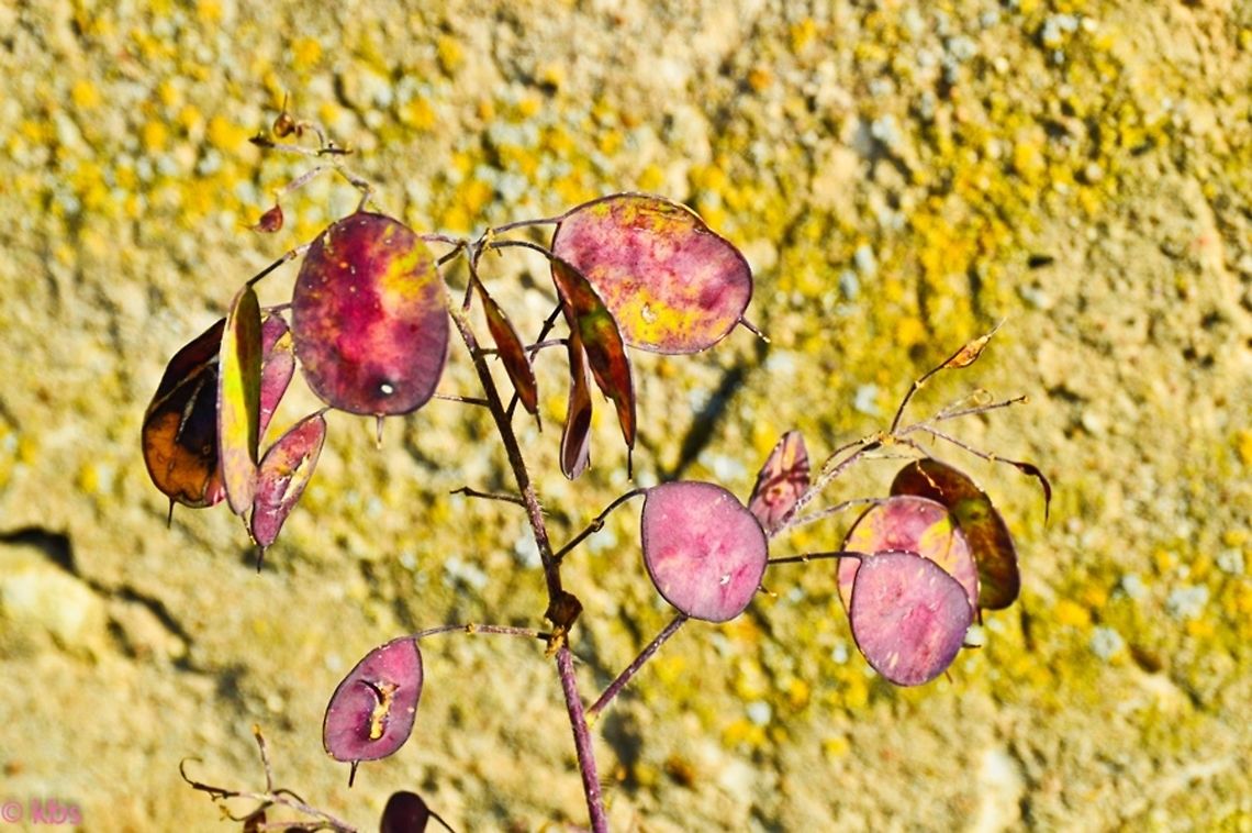 lunaria rediviva  Annual honesty,Geotagged,Germany,Lunaria annua,Lunaria redivia,Lunaria rediviva,Summer