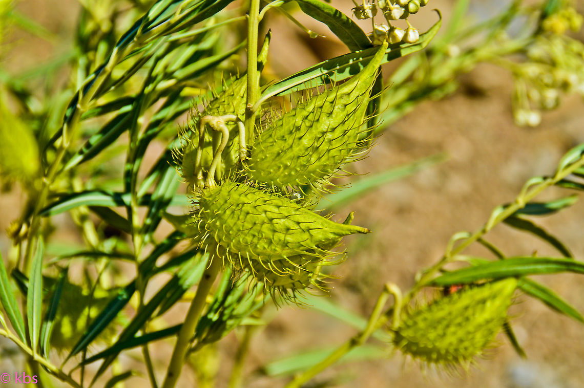 Gomphocarpus fruticosus  Gomphocarpus fruticosus