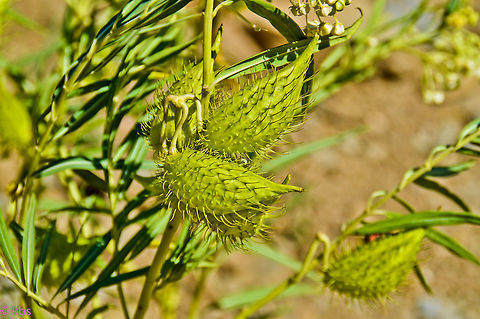Gomphocarpus fruticosus  Gomphocarpus fruticosus