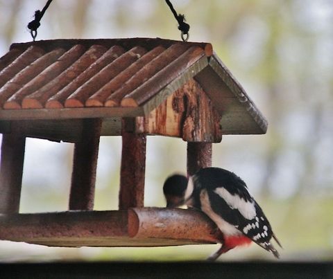 Great Spotted Woodpecker today i was lucky again to take a picture, but hided behind the curtain Dendrocopos major,Geotagged,Germany,Great Spotted Woodpecker