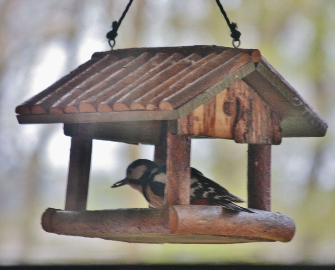 Great Spotted Woodpecker  Dendrocopos major,Geotagged,Germany,Great Spotted Woodpecker