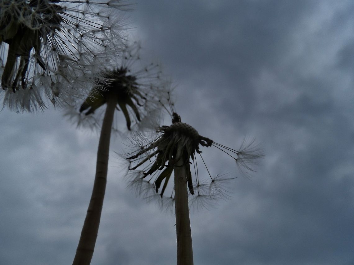 dandelion  Geotagged,Germany,Spring,Taraxacum officinale,flower