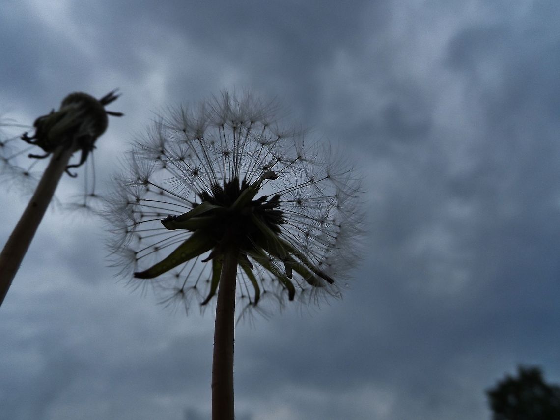 dandelion  Geotagged,Germany,Spring,Taraxacum officinale,flower