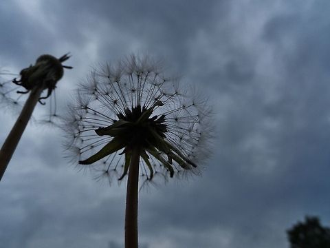 dandelion  Geotagged,Germany,Spring,Taraxacum officinale,flower