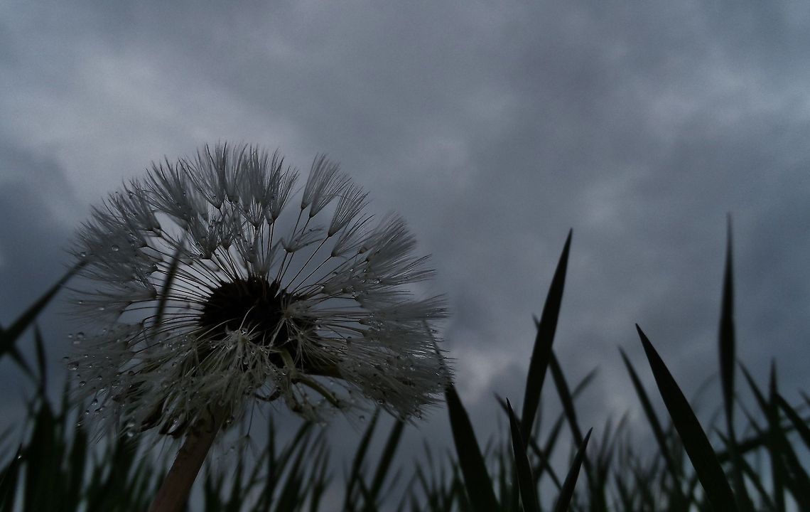 dandelion in the rain  Geotagged,Germany,Spring,Taraxacum officinale,flower
