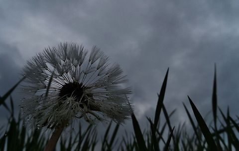 dandelion in the rain  Geotagged,Germany,Spring,Taraxacum officinale,flower