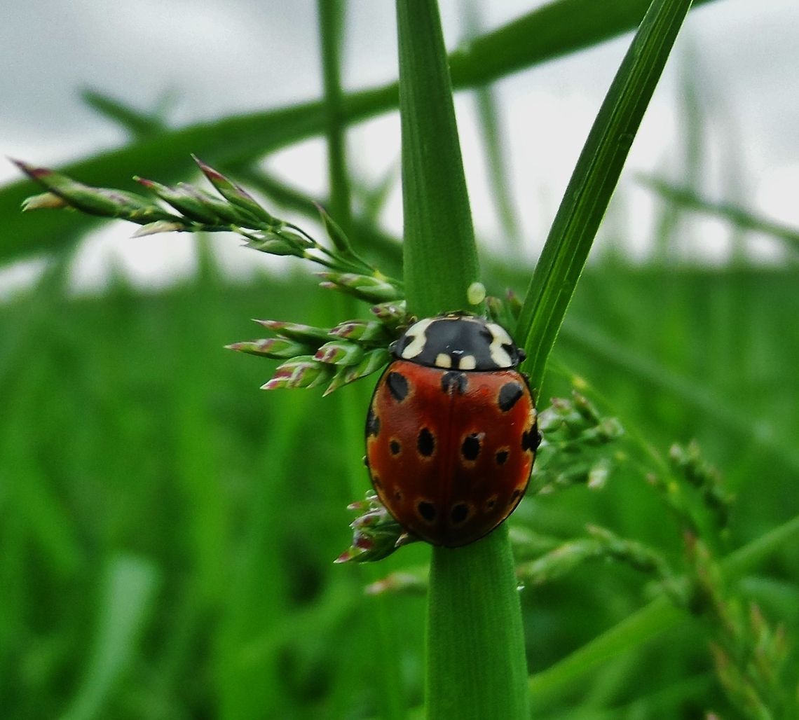 ladybug  Anatis,Anatis ocellata,Coccinellidae,Coccinellinae,Eyed Ladybird,Geotagged,Germany,Ladybird,Ladybug,Spring
