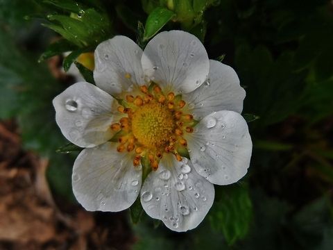 strawberry blossom on a rainy day  Fragaria  × ananassa,Garden strawberryFragaria × ananassa,Geotagged,Germany,Spring,flower