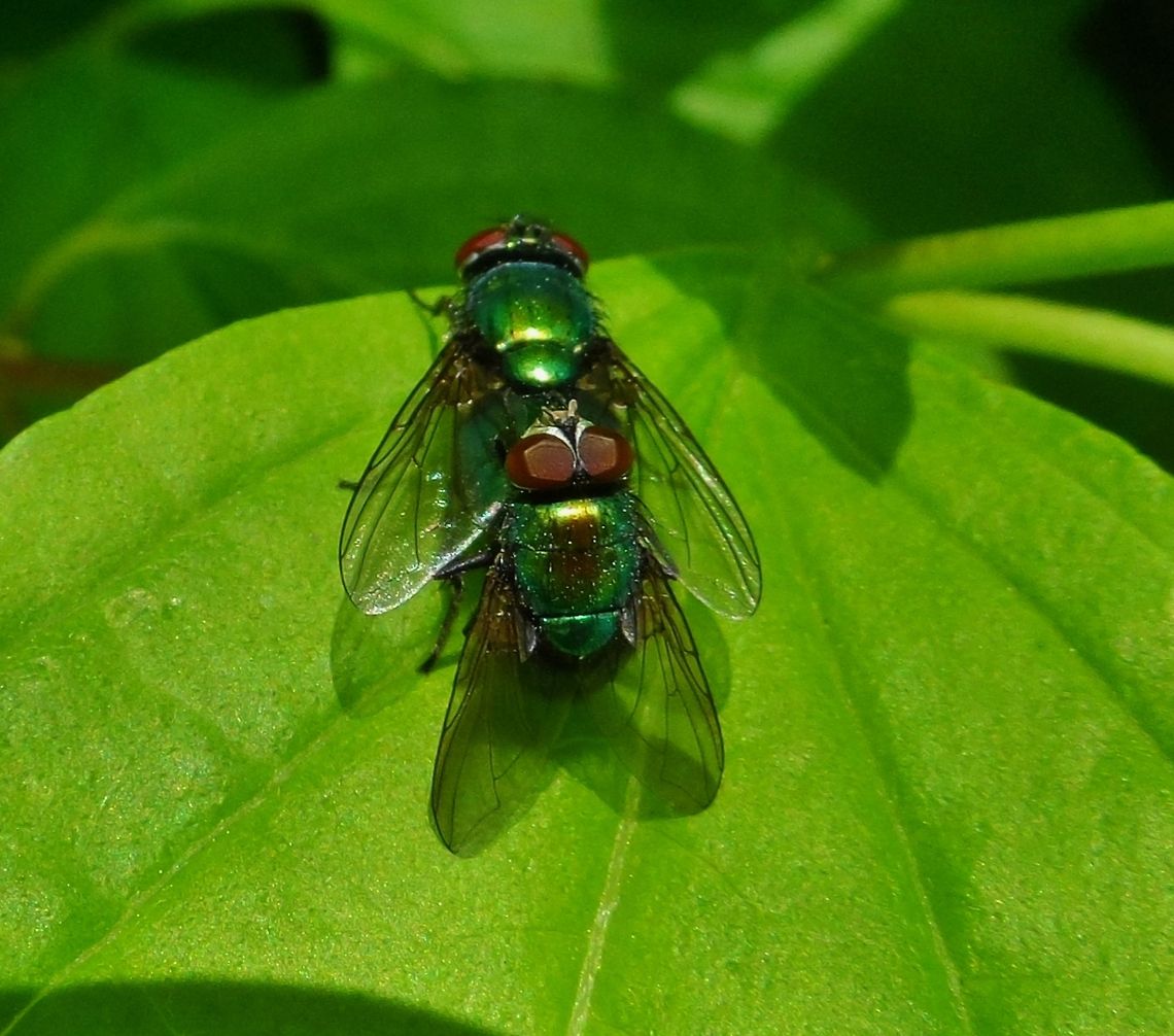 Lucilia caesar  Geotagged,Germany,Lucilia caesar,Spring