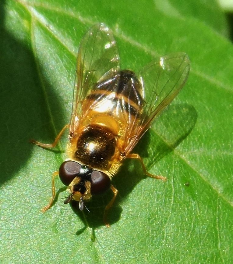Epistrophe eligans  Epistrophe eligans,Geotagged,Germany