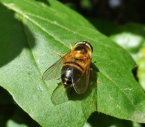 Epistrophe eligans 2  Epistrophe eligans,Geotagged,Germany,Spring