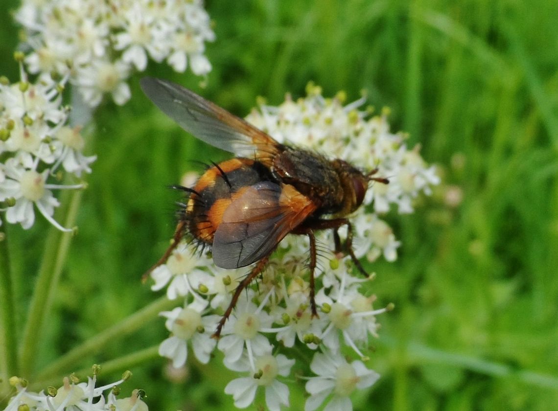 Tachina fera  Geotagged,Germany,Tachina Fera,Tachina fera,igelfliege oder auch raupenfliege