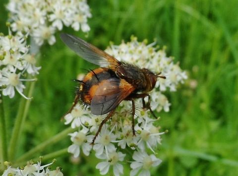 Tachina fera  Geotagged,Germany,Tachina Fera,Tachina fera,igelfliege oder auch raupenfliege