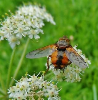 Tachina fera  Geotagged,Germany,Spring,Tachina Fera,Tachina fera