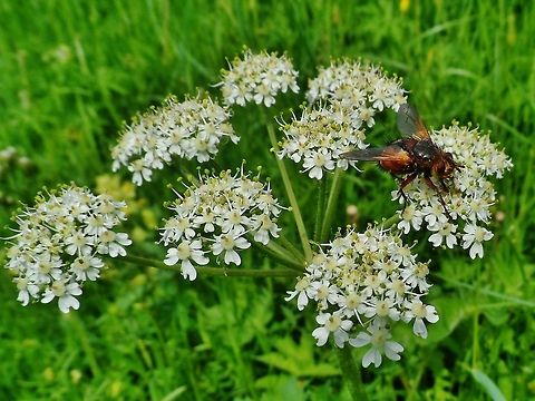 Tachina fera  Geotagged,Germany,Spring,Tachina Fera,Tachina fera