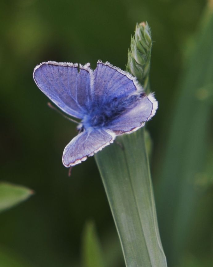 Polyommatus icarus - Common Blue  Common Blue,Geotagged,Germany,Polyommatus icarus