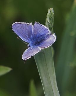 Polyommatus icarus - Common Blue  Common Blue,Geotagged,Germany,Polyommatus icarus