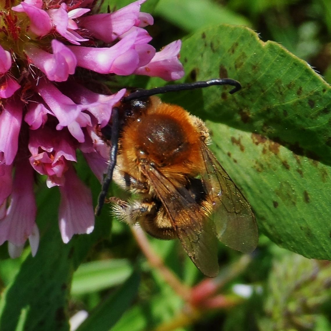 bee on clover  European Honey bee,Geotagged,Germany,macro