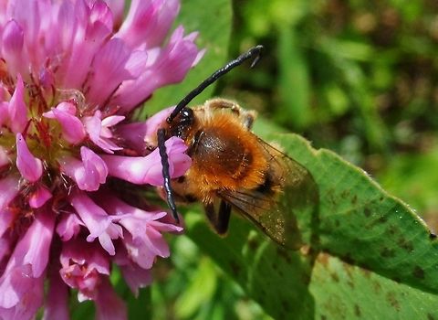 bee on clover  Geotagged,Germany,Spring