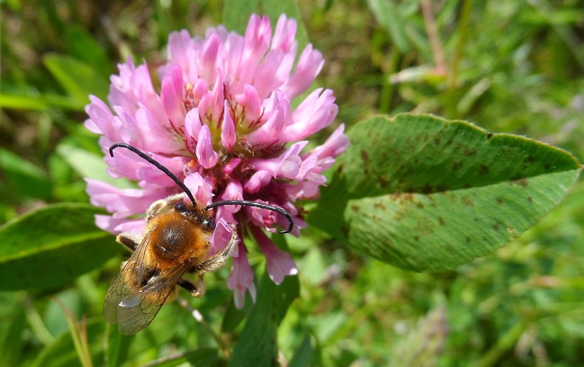 bee on clover  Geotagged,Germany,bee